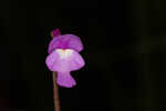 Eastern purple bladderwort